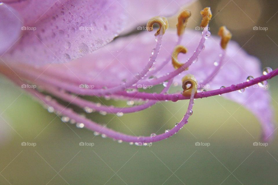 Purple and white fresh flower blooming with droplets of water