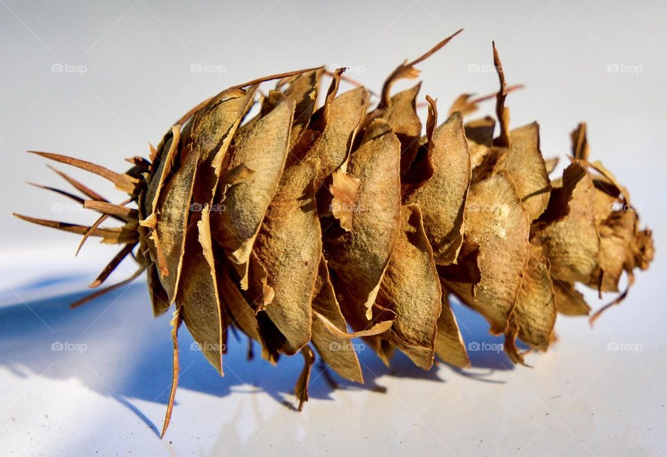 Closeup of a Rocky Mountain Douglas-fir cone.