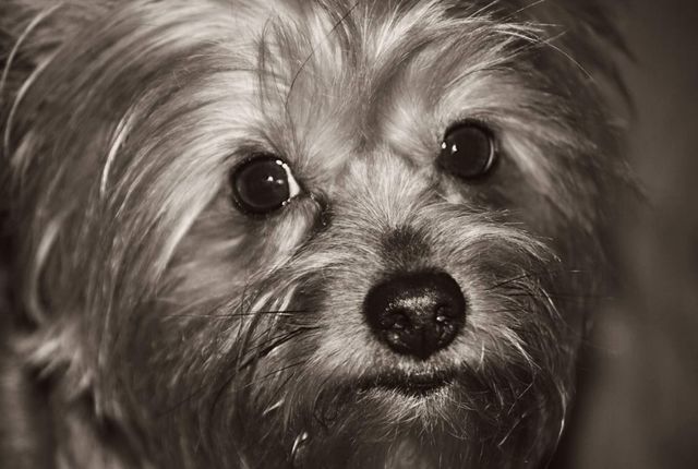 Maisy our yorkie 