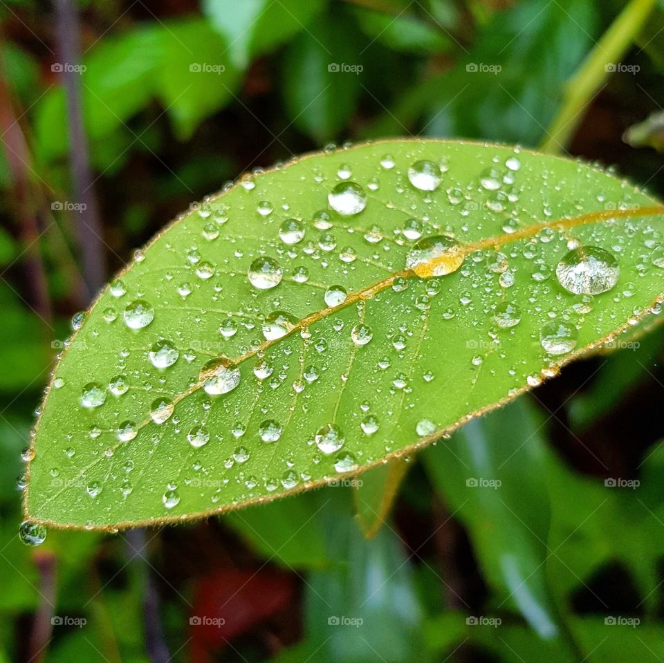 Water drops on leaf