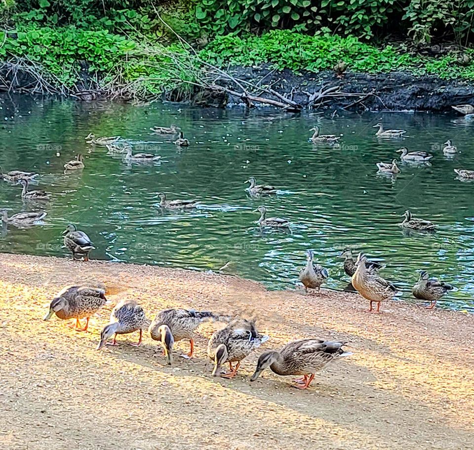 All my ducks in a row