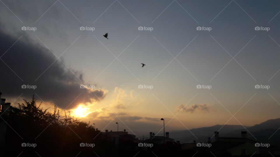 birds sunrise