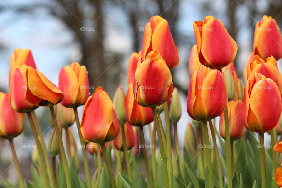 Tulips, orange and yellow, rows