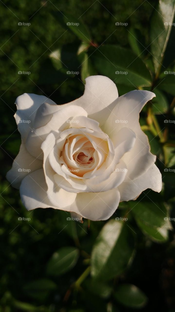 half blossomed white rose