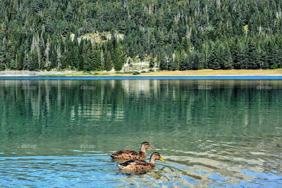 Ducks at Black lake in Montenegro