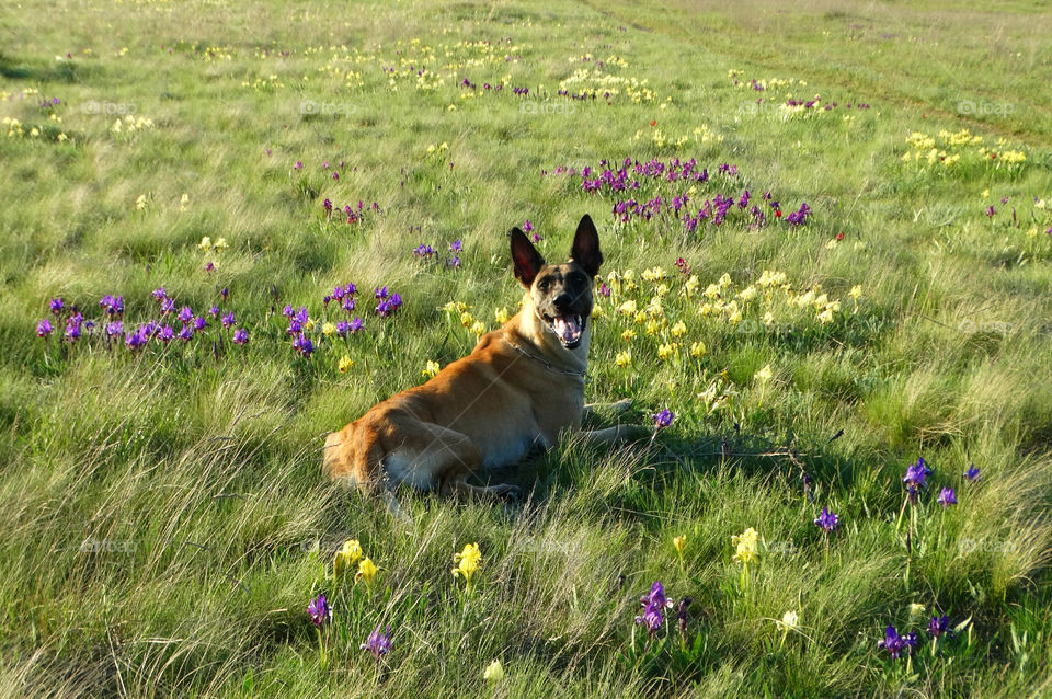 Malinois dog