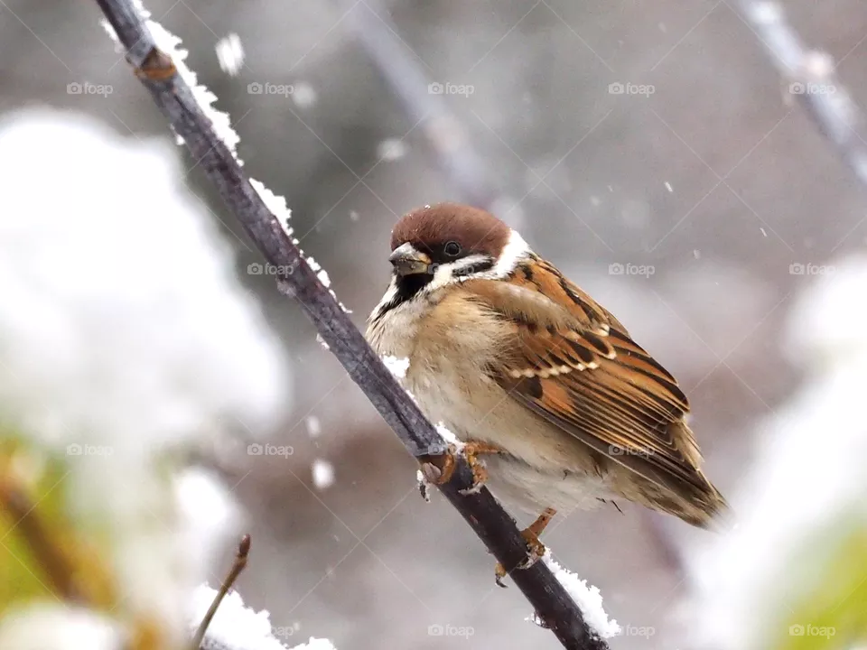 First snow