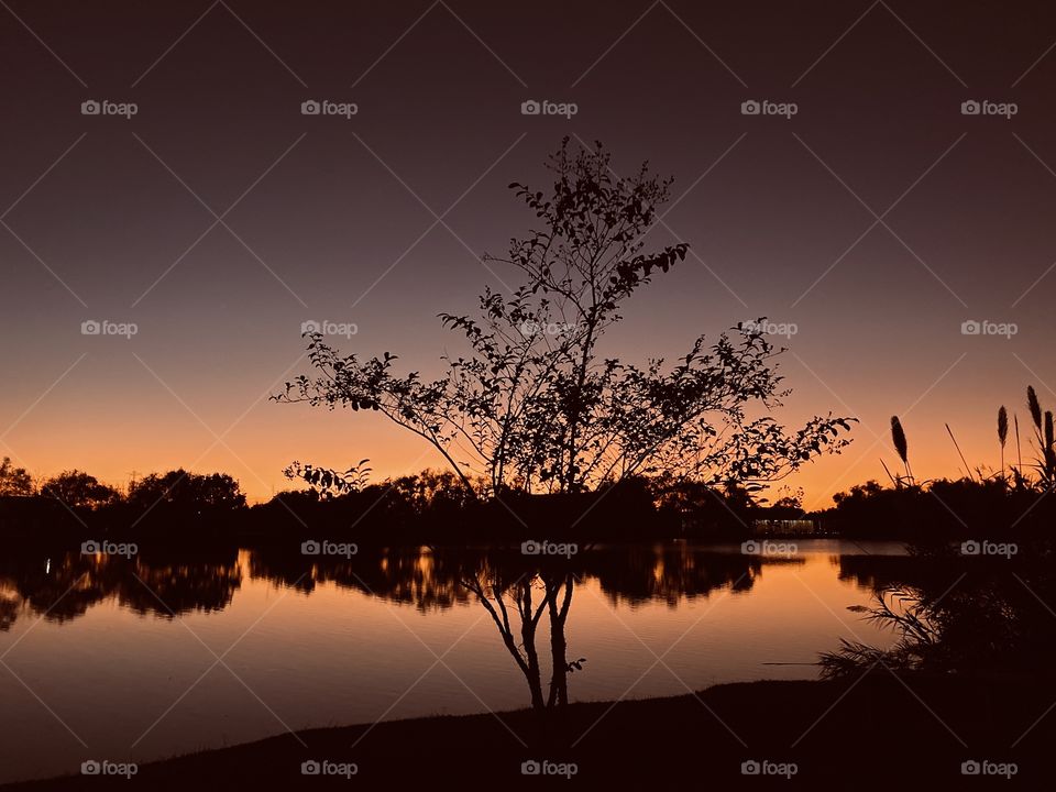 The Crepe Myrtle is in the last glow of the Day. The evening Colours are completing their cycle and Night is very Near. 