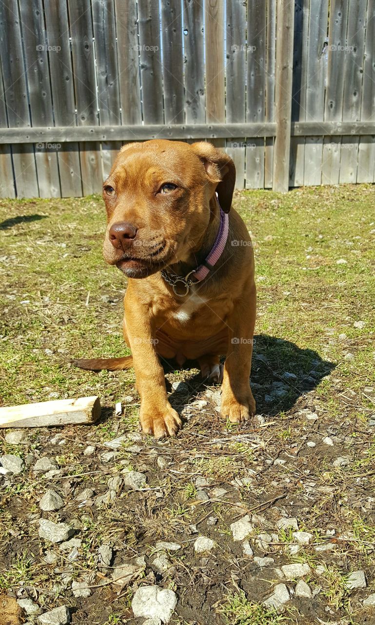 Muffins getting some sun!