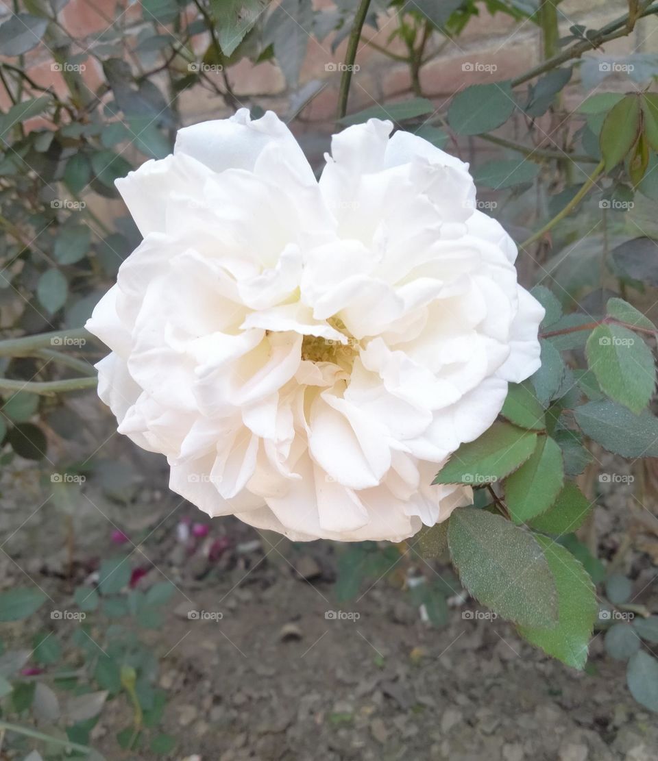 Beautiful white rose 🤍
#spring
beauty of the nature 💞