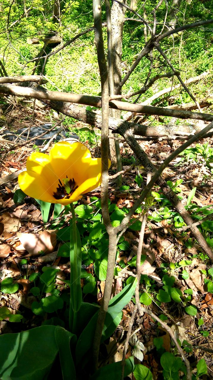 Nature, Leaf, Flora, No Person, Tree