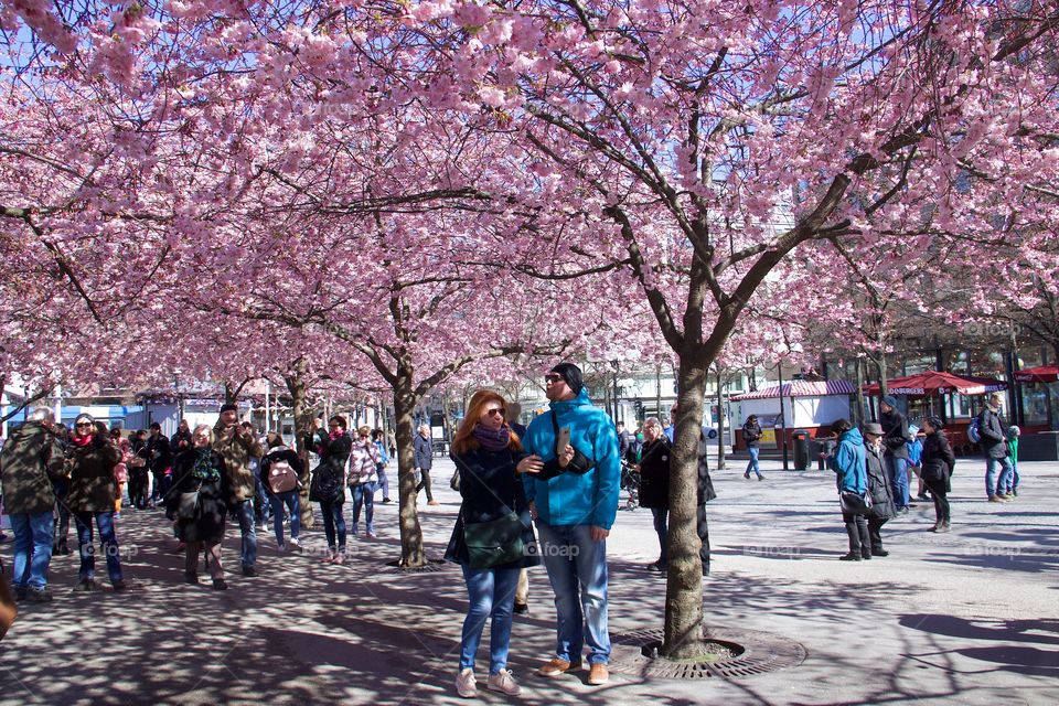 Japanese cherry blossom in Kungsträdgården, Stockholm, Sweden