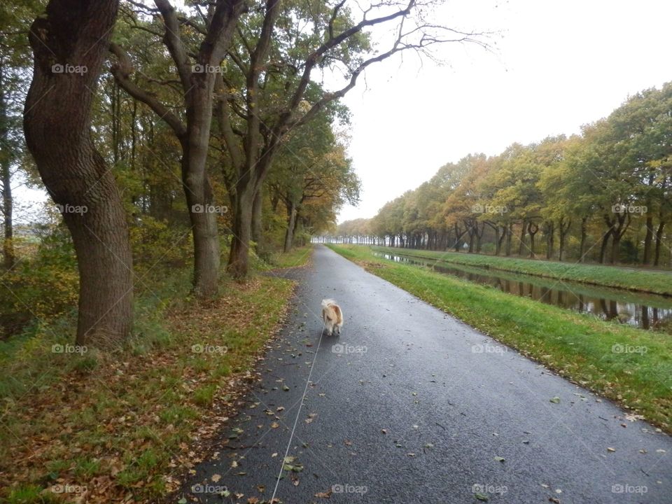 Walking with my dog in the winter. 