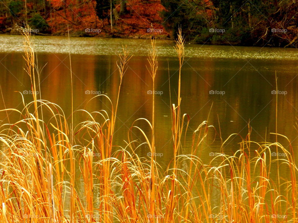 River grass