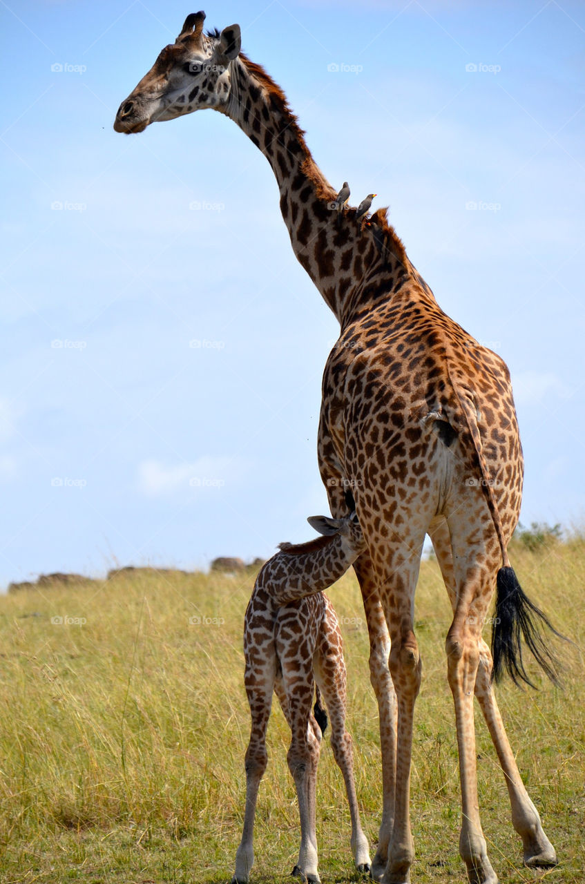 baby animal mammals africa by hunter_dude99