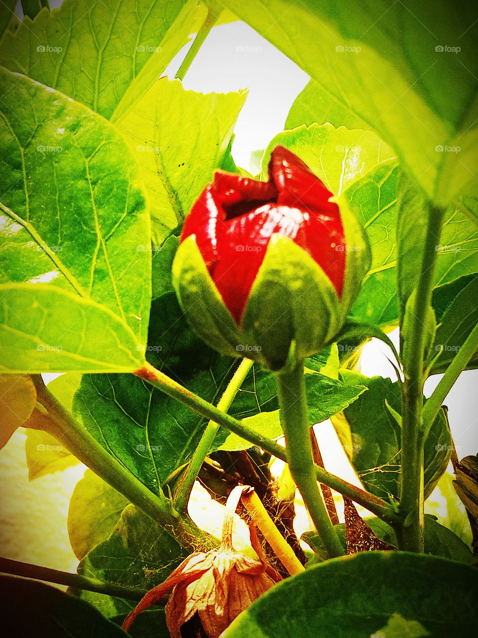 beautiful red hibiscus bud