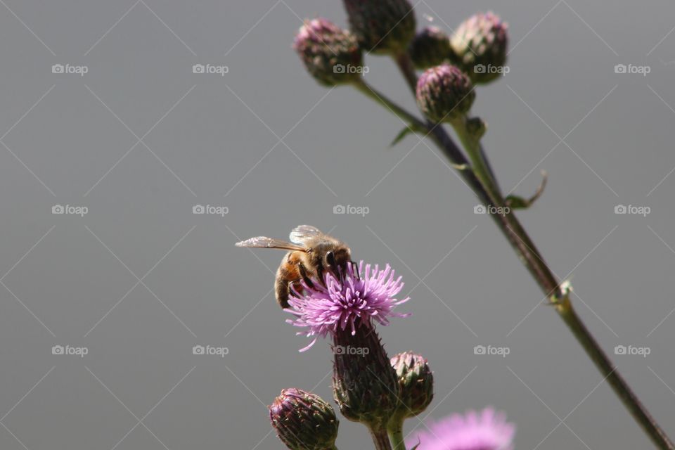 Bee on thistle 