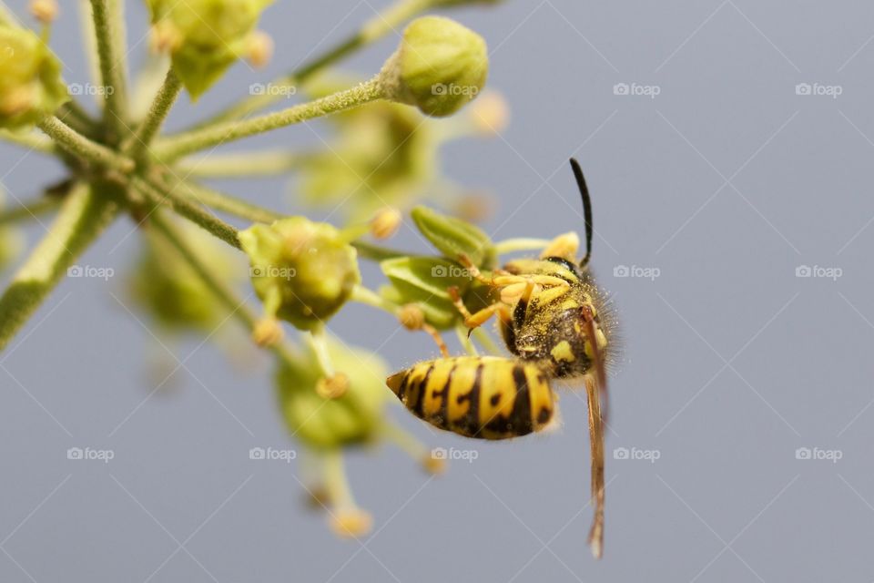Wasp feeding on plant