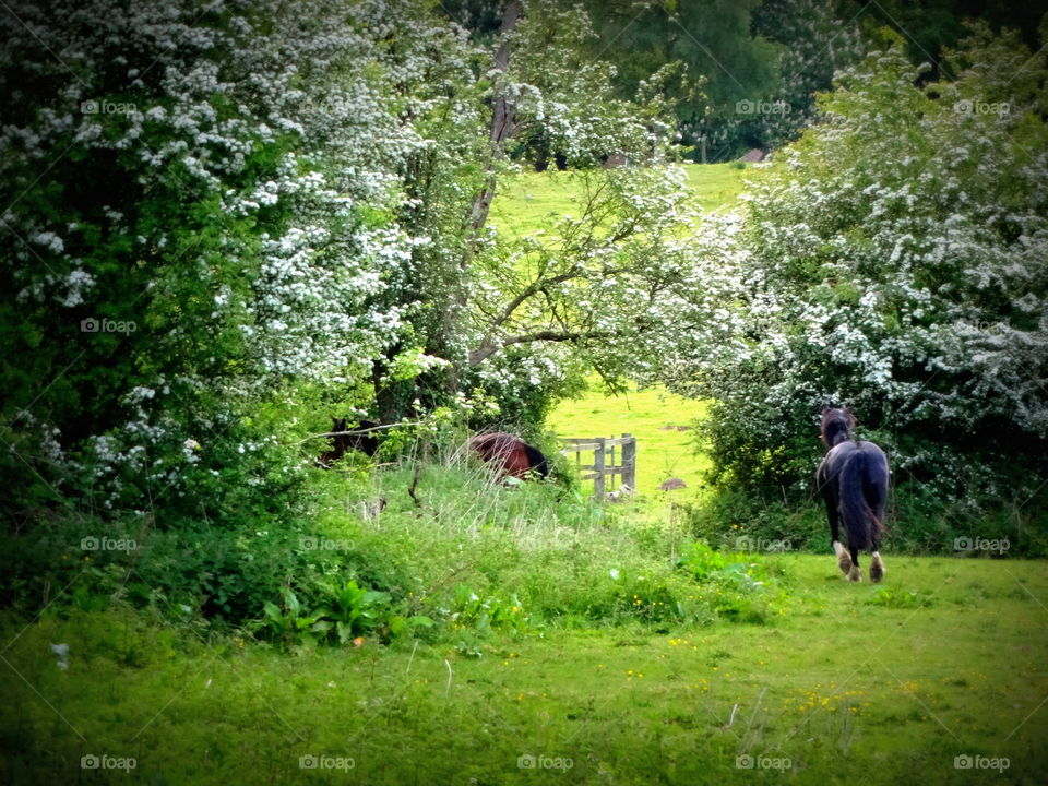 horse. lucky galloping horse