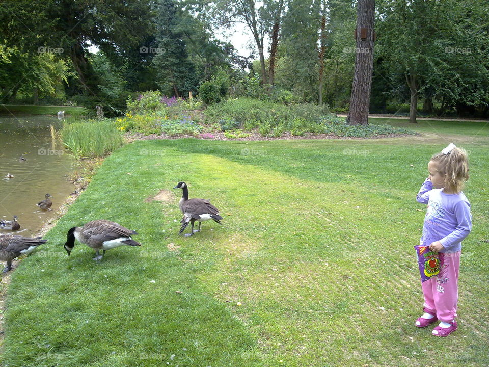 ducks and little girl