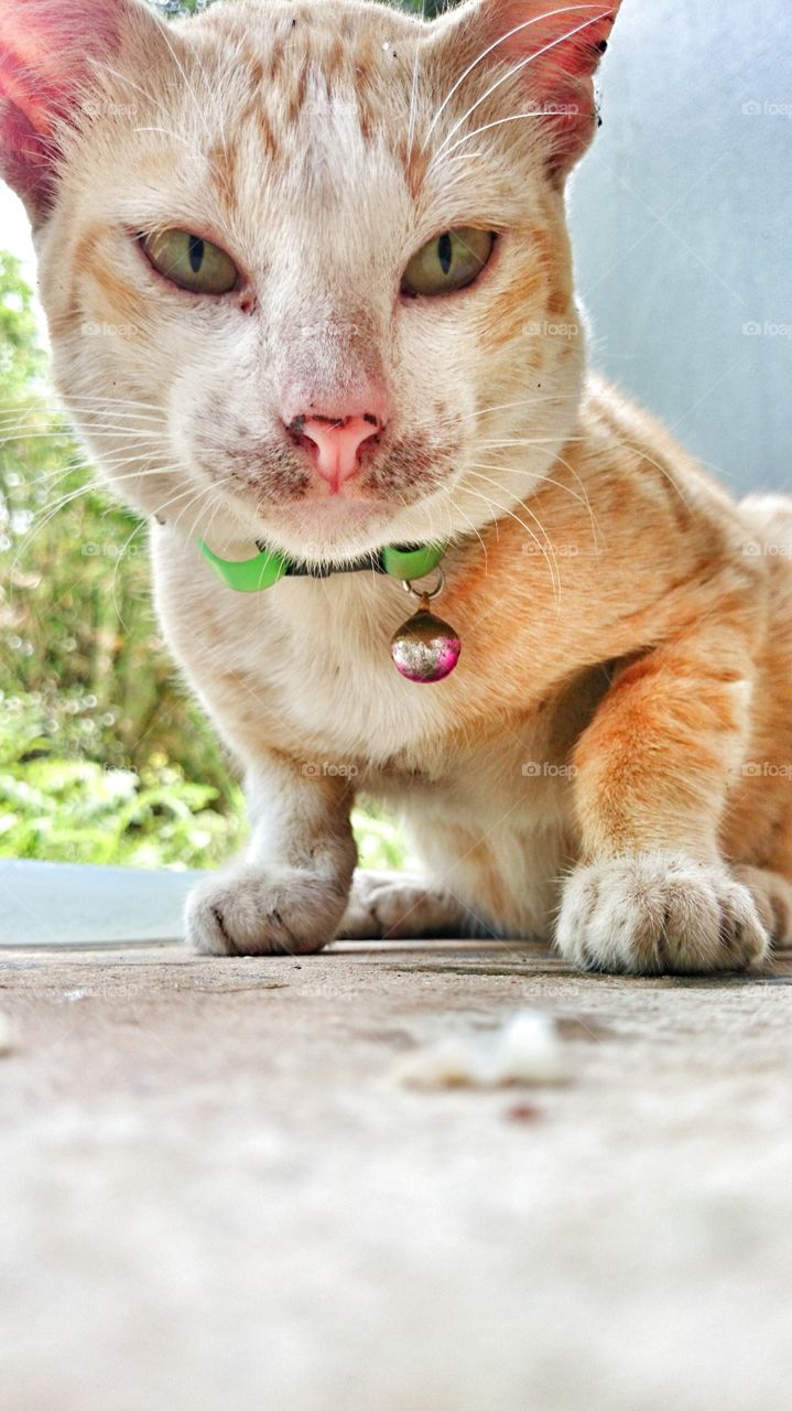 looking cat . stray cat 