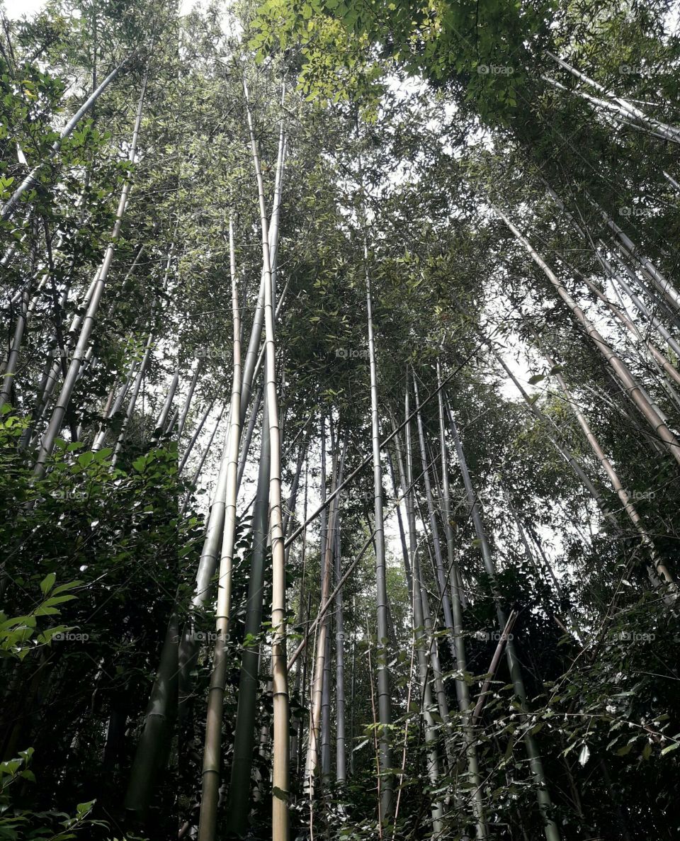 bamboo
