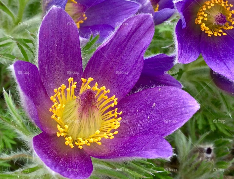 Beautiful purple flower adoring Windsor park