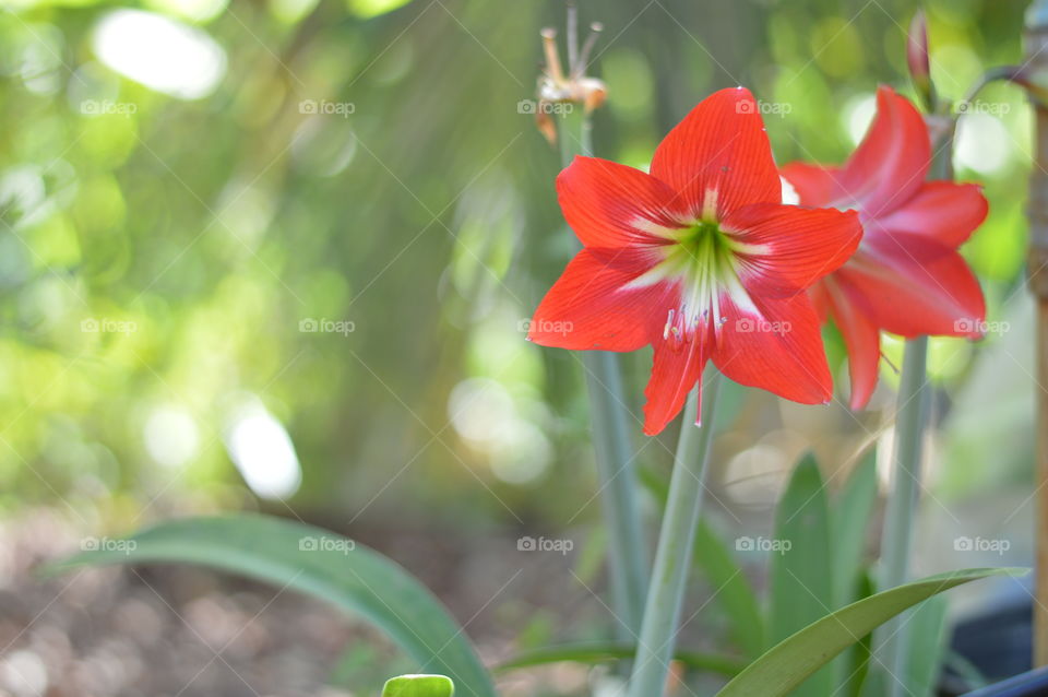 Blooming flower!