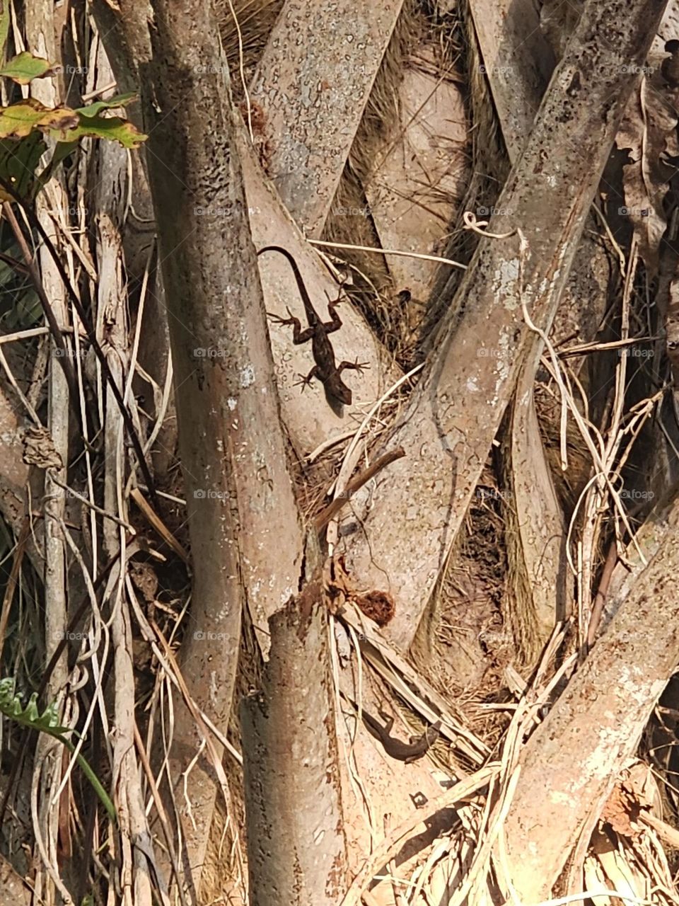 Lizard on a Tree