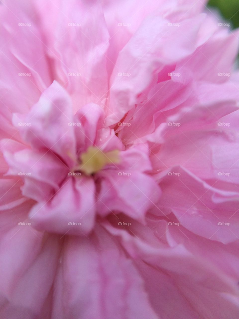 Pink flower closeup!
