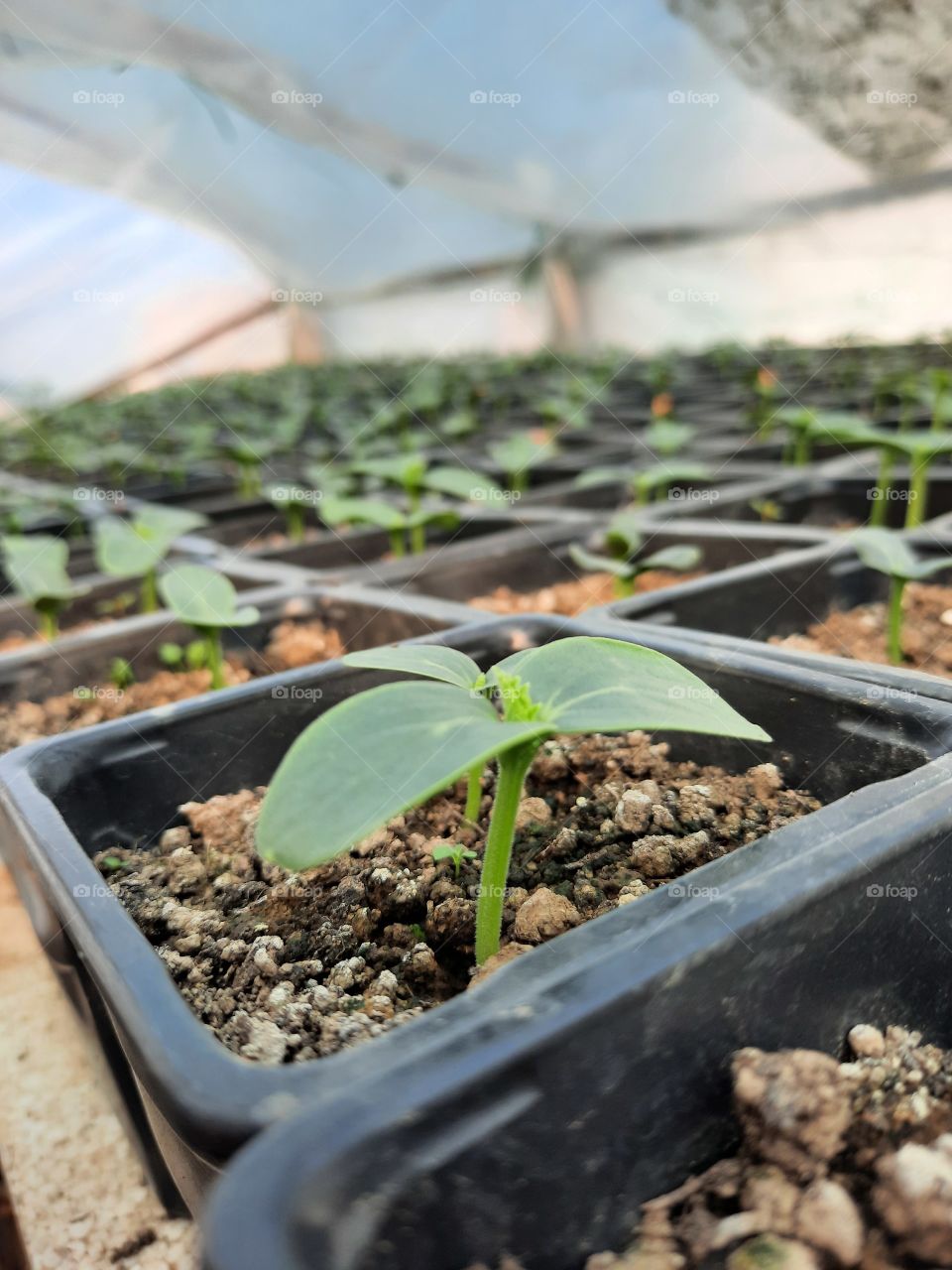 Dad's garden. 👨 Baby cucumber 🥒