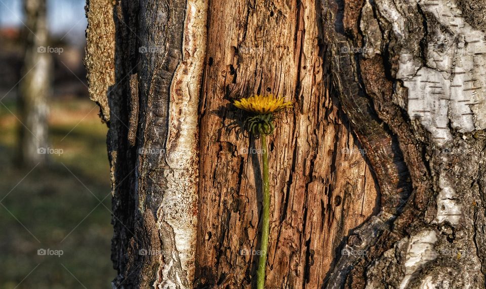 Bark, Tree, Wood, Trunk, Nature