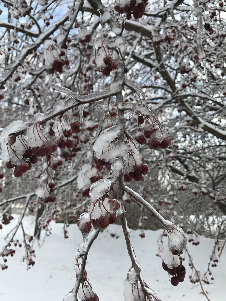 Branches weighed down by the endless frost