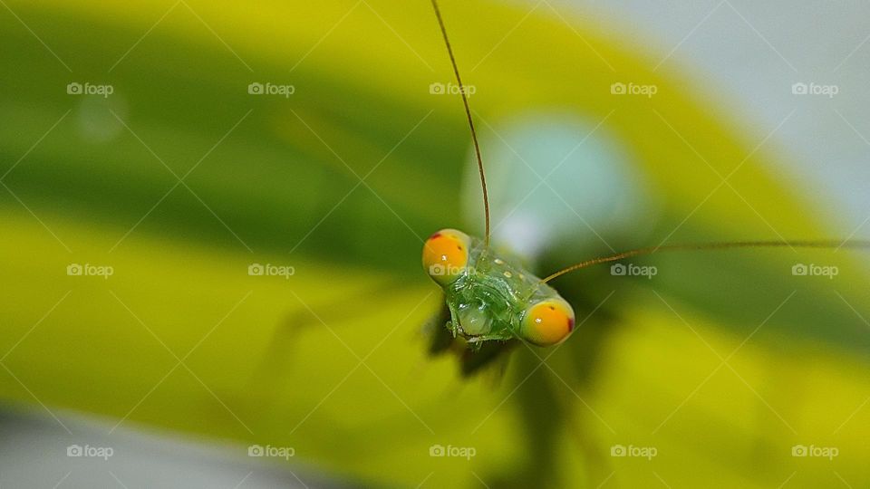 Grasshopper Eyes