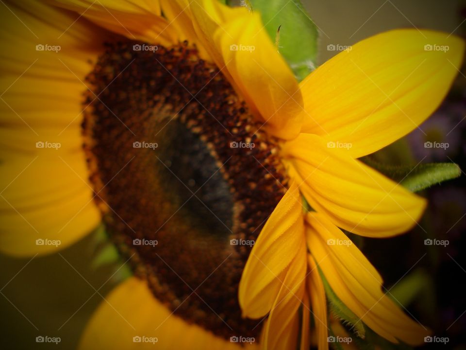 girassol flor amarela