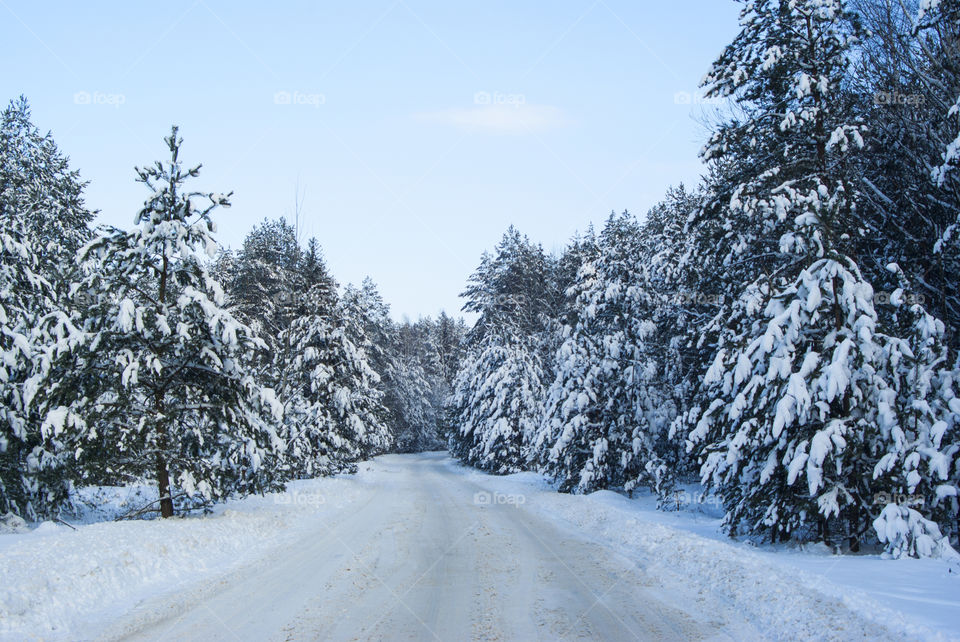 Empty road through frozen forest
