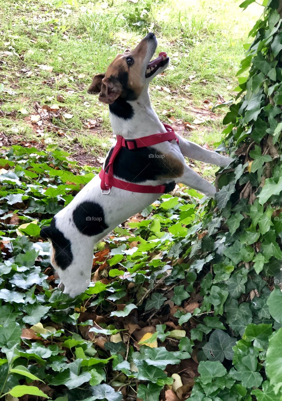 Jack Russell Squirrel Chasing