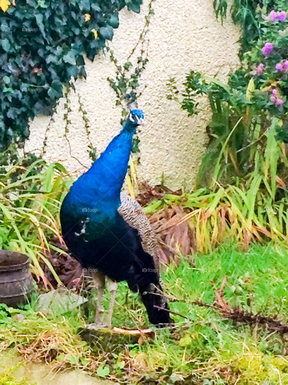 Posing peacock