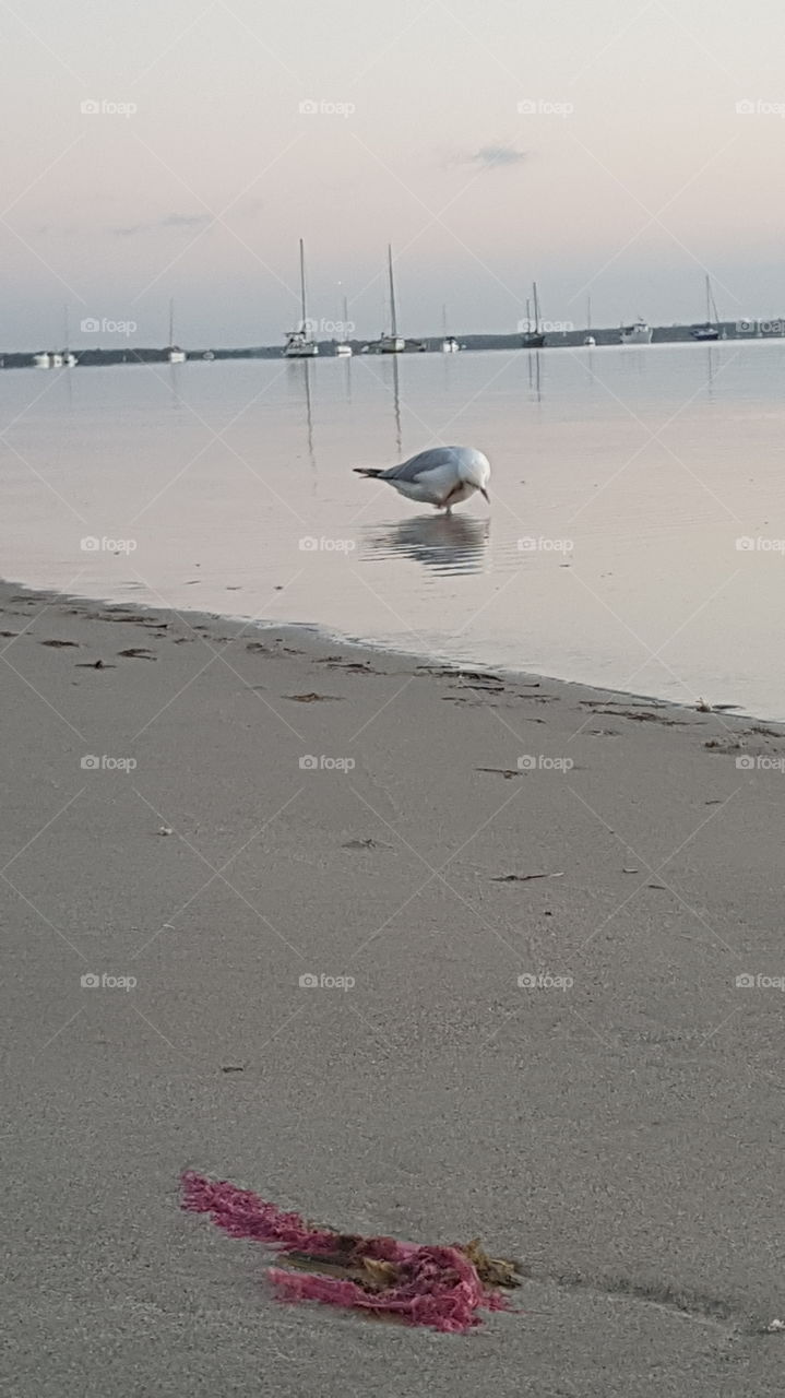 Seagull with an itch