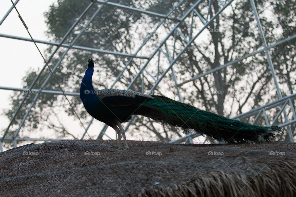 Bird, No Person, Nature, Outdoors, Feather