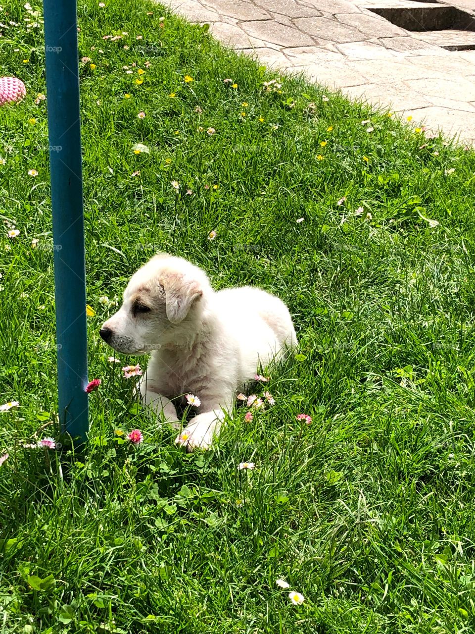 Dog in the grass