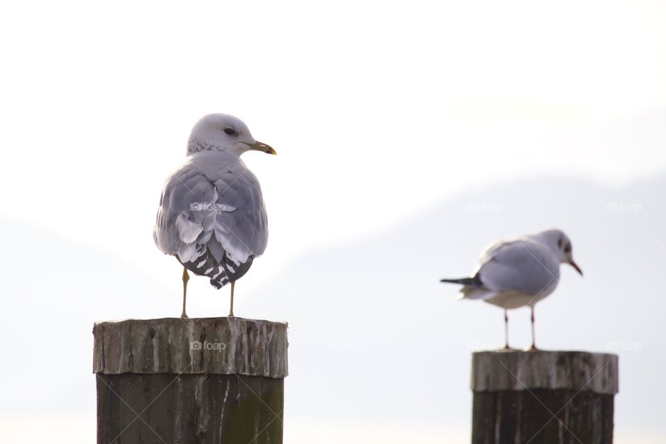 Seagulls on the wooden post
