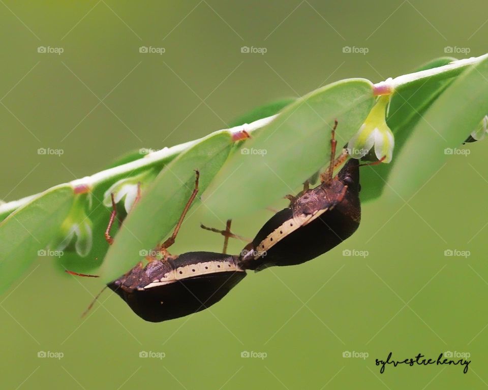 mating beetle