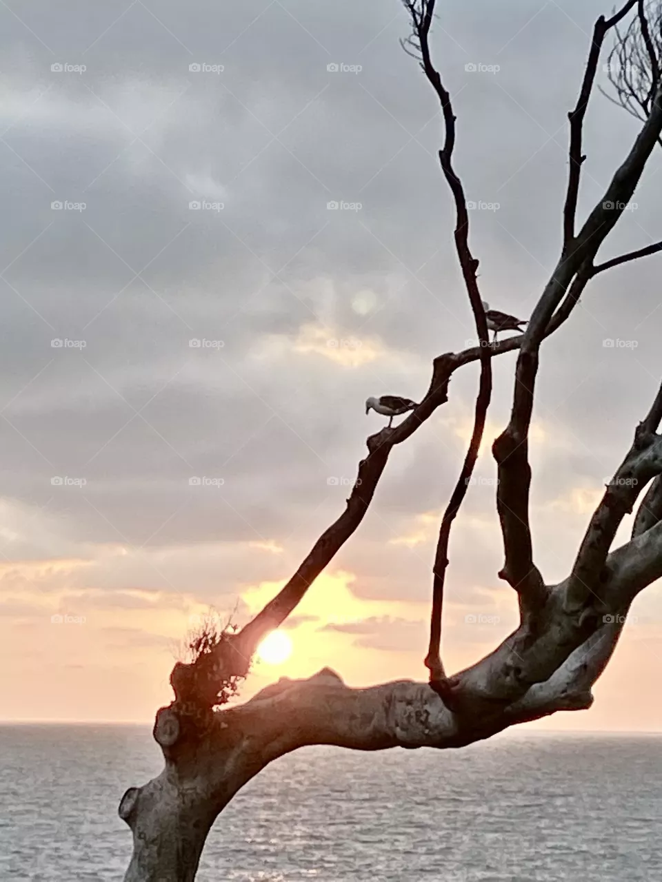 Seagulls At Sunset