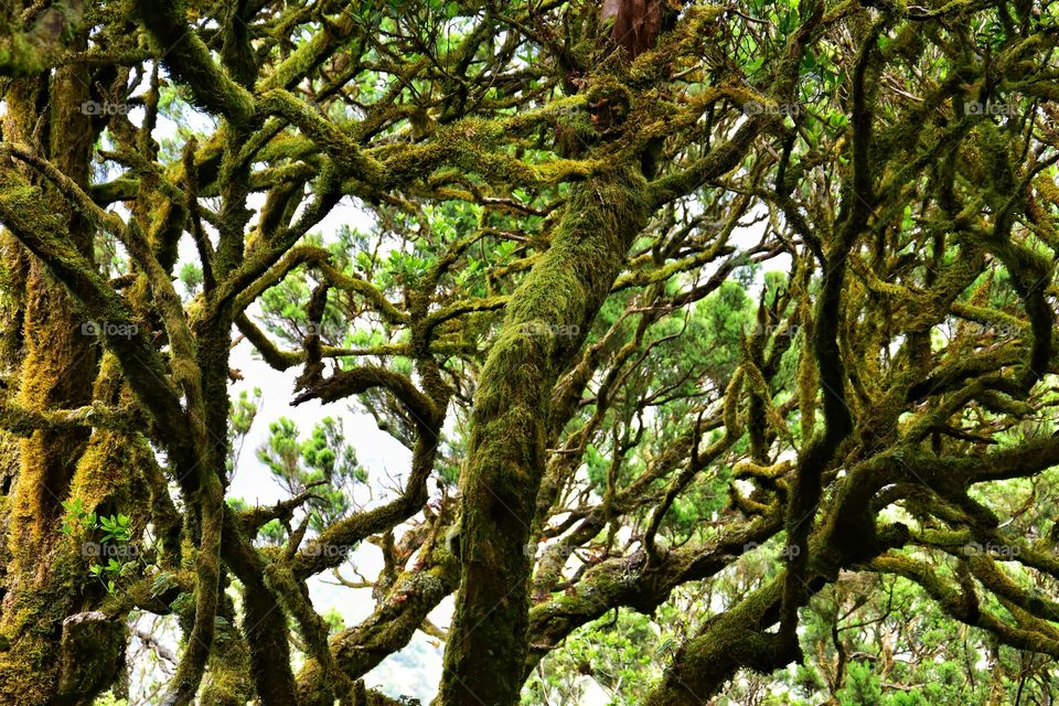 relict forest of garajonay national park on la gomera canary island in Spain