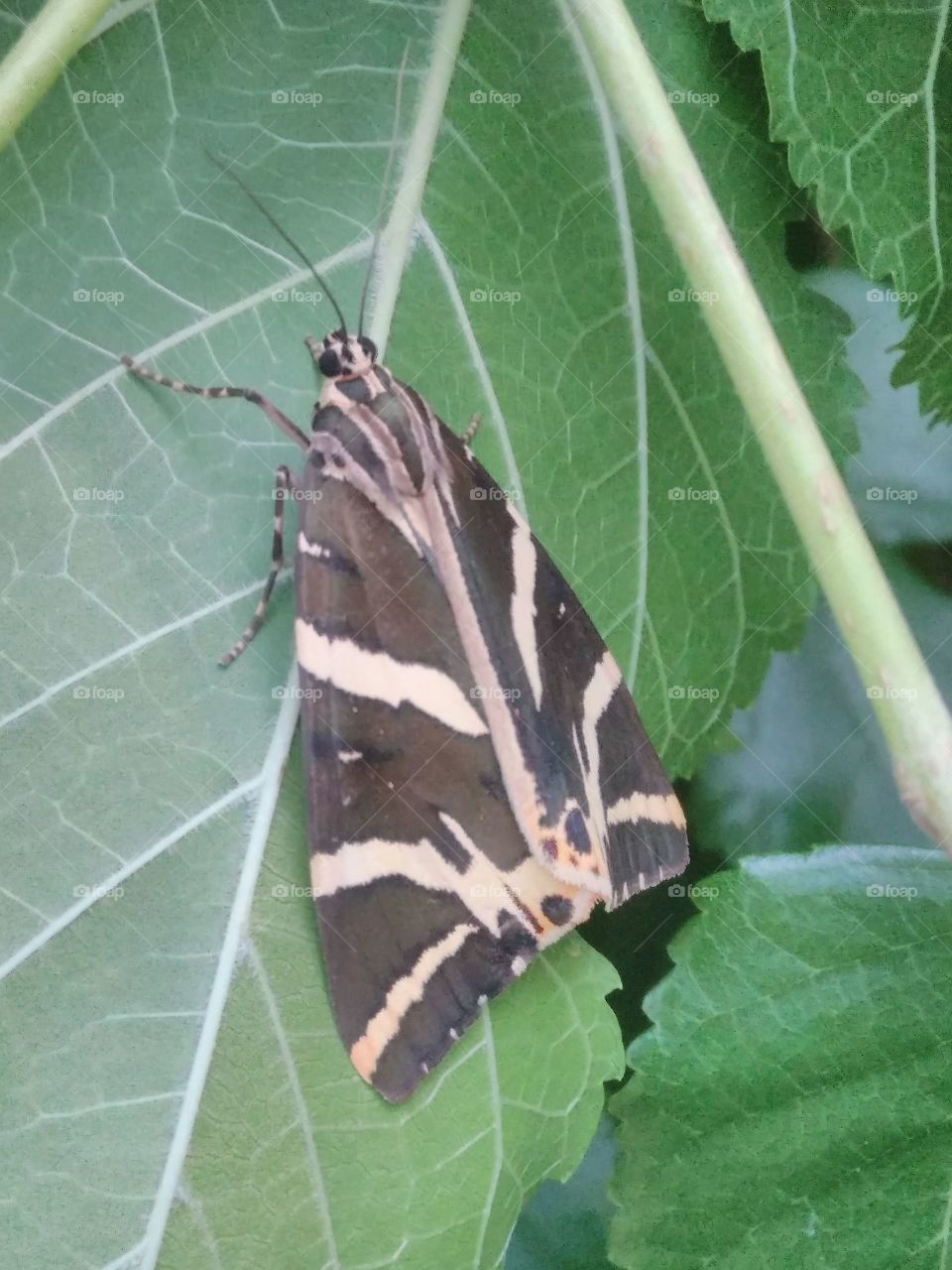 lepidoptera- moth