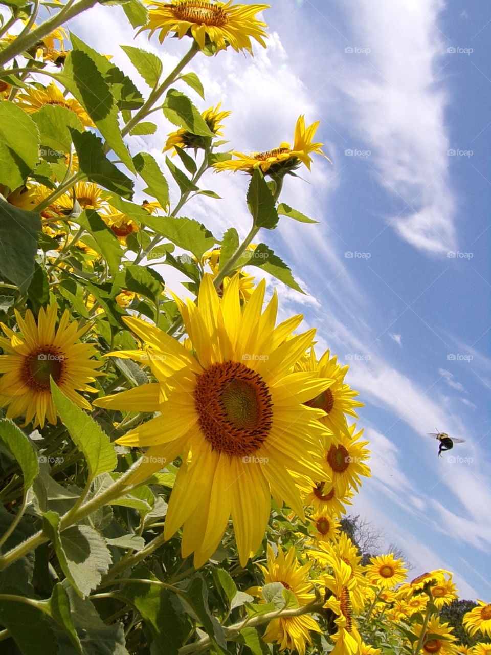 Beautiful sunflowers in a field with bees midair 