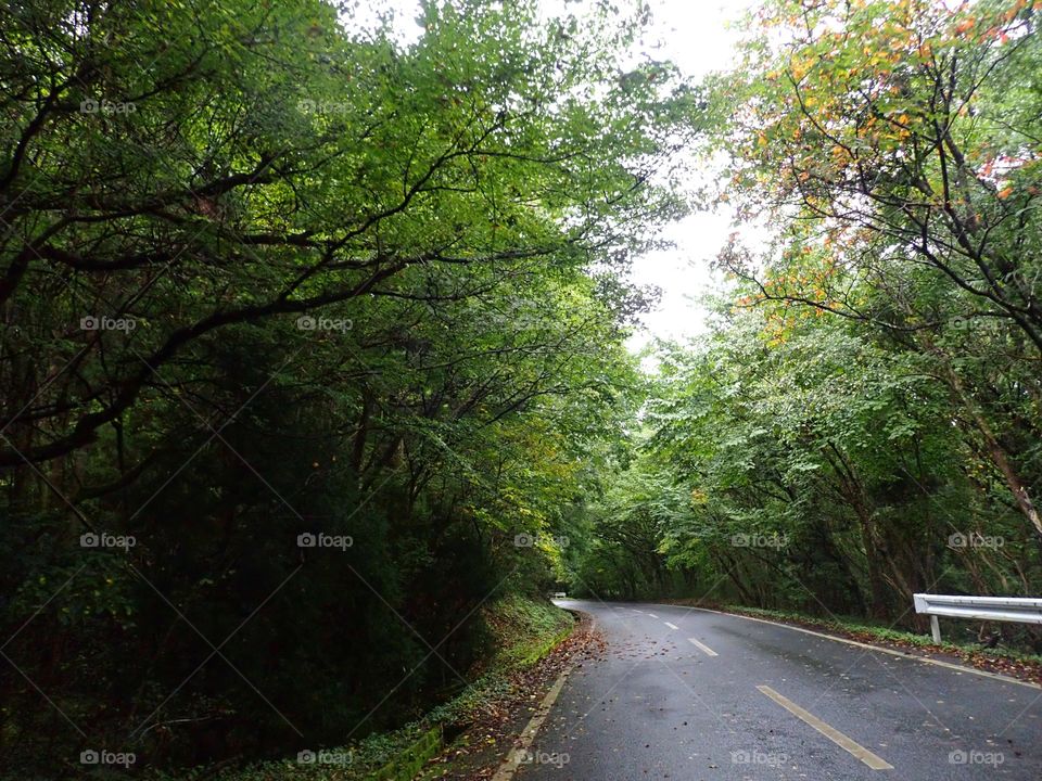 Green Windy Road