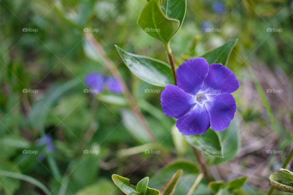 Periwinkle closeup