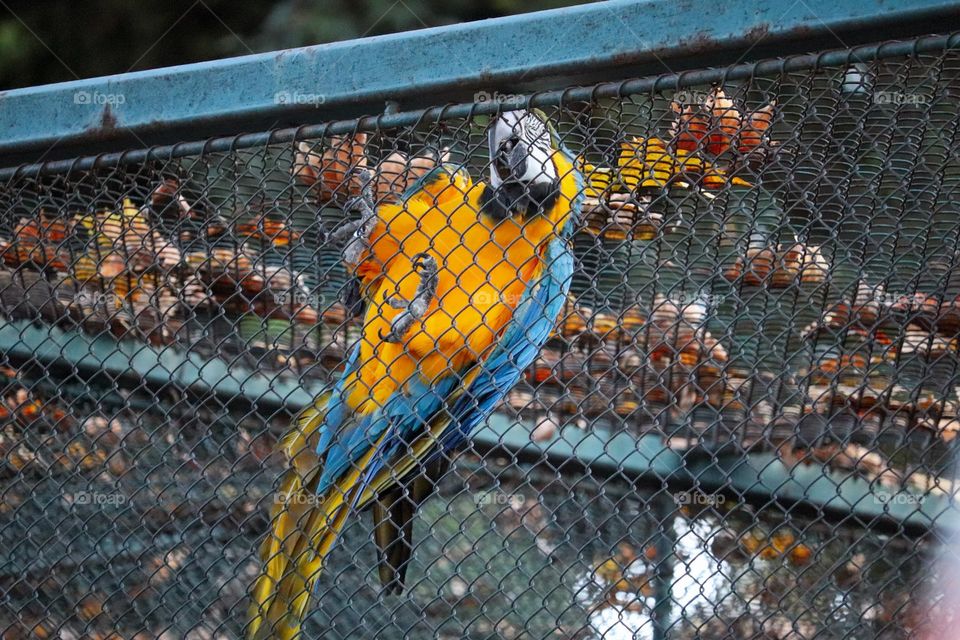 Big blue macaw and autumn leaves